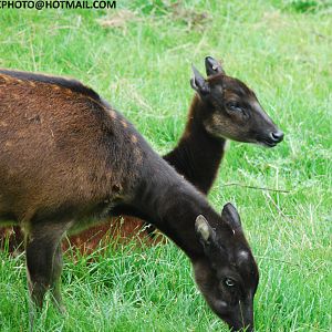 PHILLIPEAN SPOTTED DEER