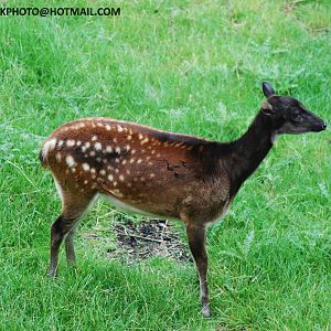 PHILLIPEAN SPOTTED DEER