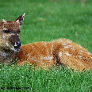 SITATUNGA