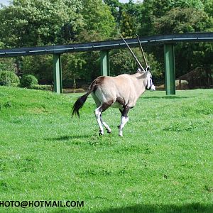 GEMSBOK