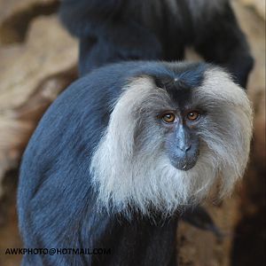 LION TAILED MACAQUE