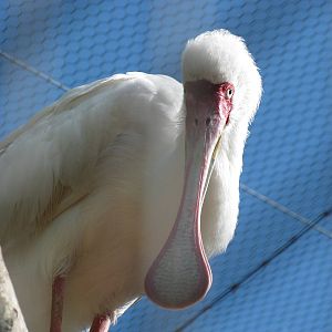 African Spoonbill
