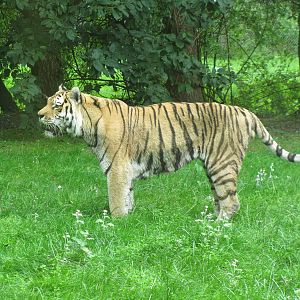 Amur Tiger