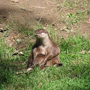 Asian Short Clawed Otter