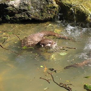 Asian Short Clawed Otter