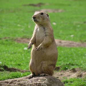 Black Tailed Prairie Dog