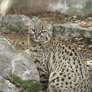 Geoffroy's Cat