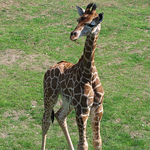 Giraffe Calf