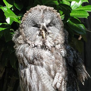 Great Grey Owl