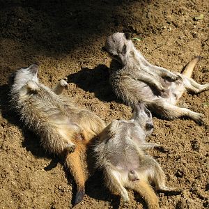 Meerkats sunbathing
