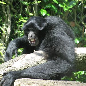 Siamang