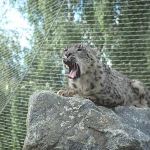 Snow Leopard