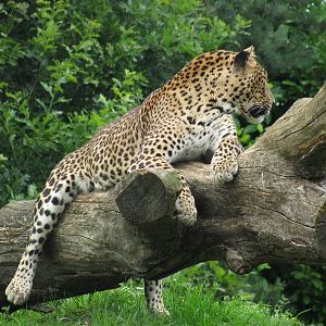 Sri Lankan Leopard