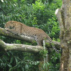 Sri Lankan Leopard