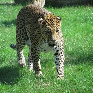 Sri Lankan Leopard