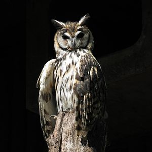 Striped Owl