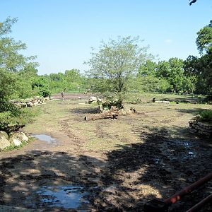 Africa-Black Rhinoceros Exhibit