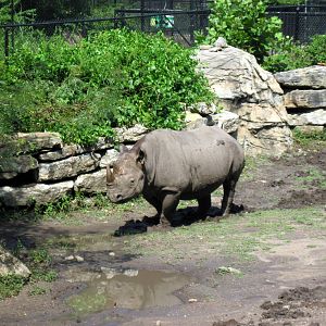 Africa-Black Rhinoceros