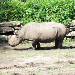 Africa-Black Rhinoceros