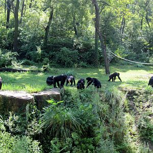 Africa-Chimpanzees