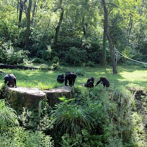 Africa-Chimpanzees