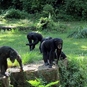 Africa-Chimpanzees