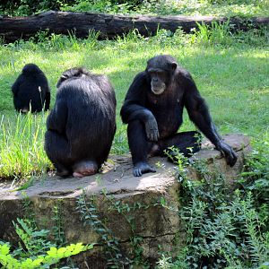 Africa-Chimpanzees