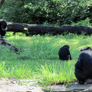 Africa-Chimpanzees
