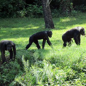 Africa-Chimpanzees