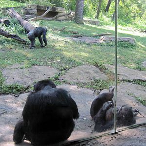 Africa-Chimpanzees
