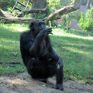 Africa-Chimpanzee