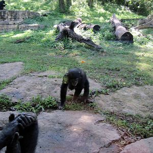 Africa-Chimpanzee