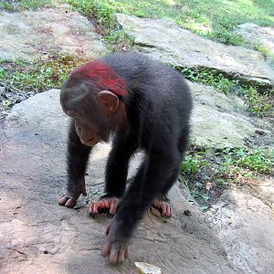 Africa-Chimpanzee