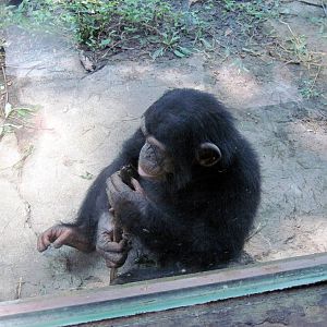 Africa-Chimpanzee
