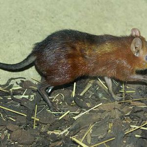 Checkered Elephant Shrew (Rhynchocyon cirnei macrurus)