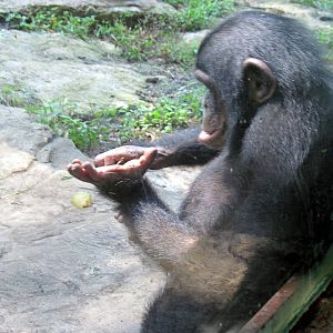 Africa-Chimpanzee