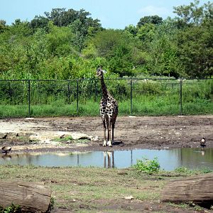 Africa-Masai Giraffe