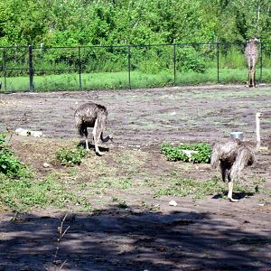 Africa-Ostriches