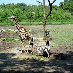 Africa-Masai Giraffe and Grant's Zebra