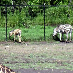 Africa-Grant's Zebras