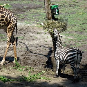 Africa-Grant's Zebra
