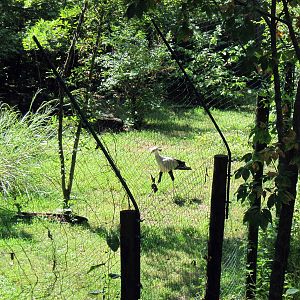 Africa-Secretary Bird