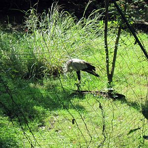 Africa-Secretary Bird