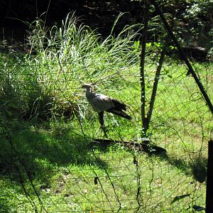 Africa-Secretary Bird