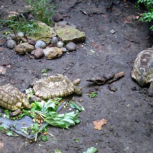 Africa-Leopard Tortoises