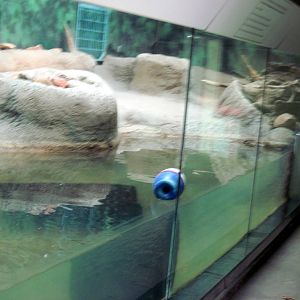 Africa-Slender-snouted Crocodile Exhibit