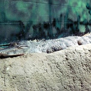 Africa-Slender-snouted Crocodile