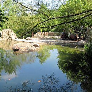Africa-Nile Hippopotamus Exhibit
