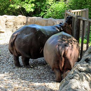 Africa-Nile Hippopotamuses