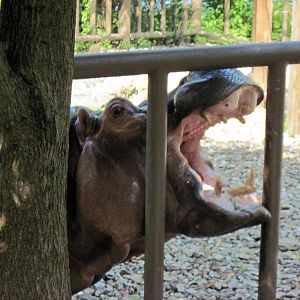 Africa-Nile Hippopotamus